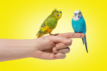 Two blue and yellow wavy parrots sitting on hand on yellow background