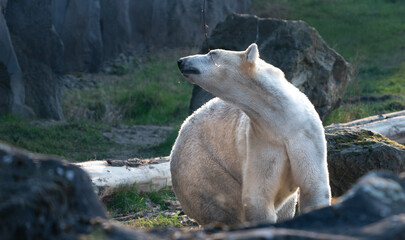 polar bear in zoo