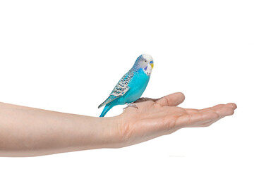 Sky blue wavy parrot sitting on hand isolated on white background