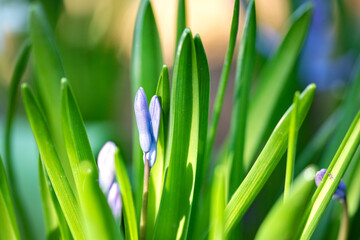 Fototapeta na wymiar Close-up of beautiful hyacinths on bright colorful background, spring landscape