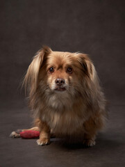 portrait of a beautiful dog on a brown canvas. Mix of breeds. Pet in the studio, artistic photo on the background