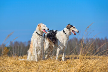 Two beautiful russian borzoi dogs