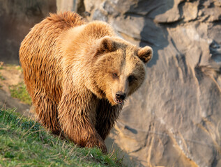 Obraz premium brown bear in the forest