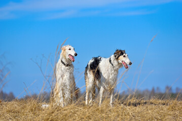 Group ot two russian borzoi dogs