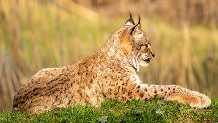 lynx 