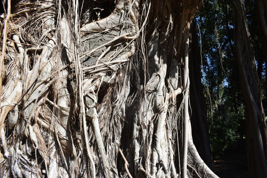 Trunk, leaves and the typical aerial roots of the Ficus macrophylla var. columnaris (or the Moreton Bay Fig)