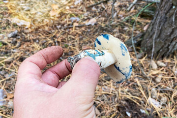 Gyroporus cyanescens. Season of mushrooms in forest. Male hand hold the fresh delicious mushrooms. Nature of autumn forest.