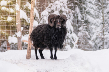 Fototapeta premium Black goat with big horns is standing on white background and looking at the camera. Winter day in rustic village. Lamb and ewe farm.