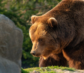 Obraz na płótnie Canvas brown bear 