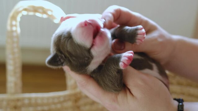Raising American Bully Puppies. Sleeping in a wicker basket are several cute and small blue bully puppies.