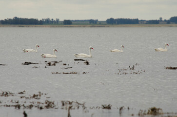 white ducks swimming in one direction in the water