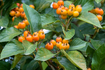 Branches of tree with orange berries