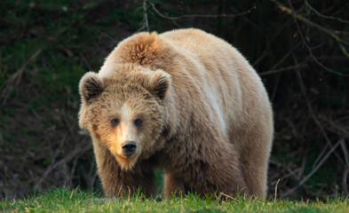 Fototapeta na wymiar brown bear in the forest