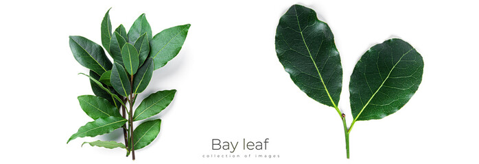 Fresh green bay leaves isolated on a white background. Laurel wreath.