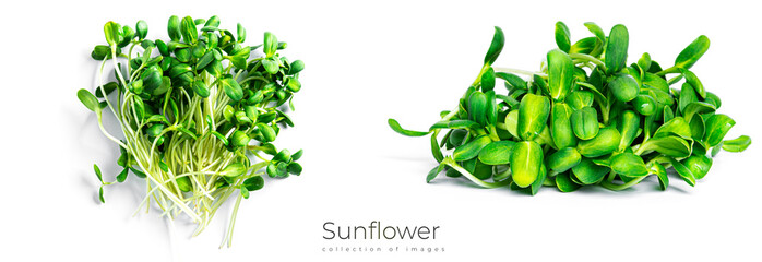 Sunflower microgreen isolated on a white background.