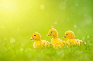 Three yellow cute duckling running on green grass on sunny day.