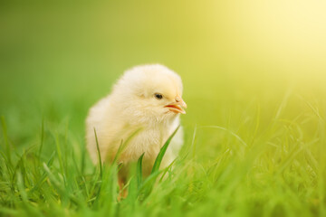 Little yellow chicken on the green grass.