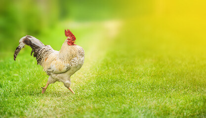 Rooster, chicken, walks on the green grass on an eco farm