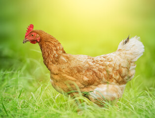 Chicken, hen, on the green grass on an eco farm