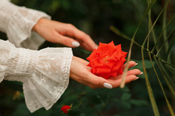 rose in hands close-up. White lace sleeves