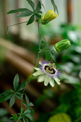passion fruit flower in green greenhouse