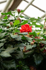 Fototapeta na wymiar red flower in the greenhouse