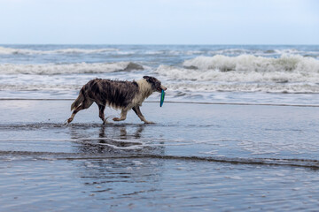running and jumping border collie dog playing fetch with a toy in the ocean
