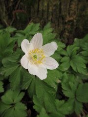 Nahaufnahme eines Buschwindr&ouml;schens