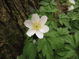 Nahaufnahme eines Buschwindr&ouml;schens