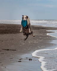 running and jumping border collie dog playing fetch with a toy in the ocean