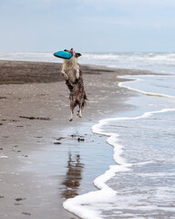 running and jumping border collie dog playing fetch with a toy in the ocean
