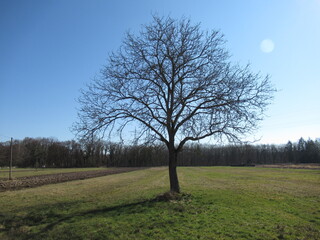 Baum auf einer Wiese