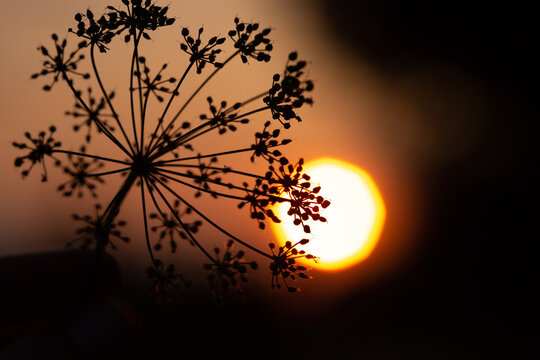 Dill or carrot umbrella in front of orange sunset sky and blurred sun. Shallow depth of field selective focus abstract photo background with free copy space for text.