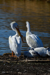 American White Pelican-5054