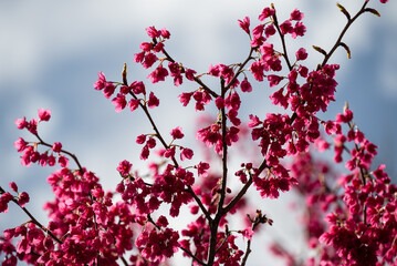ピークを越え赤さも深まった緋寒桜