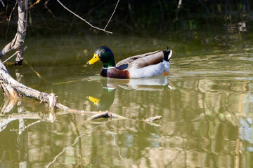 Breeding Male Mallard Swimming In Stream-5075