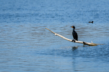 Double-Crested Cormorant Perched On Limb-5036