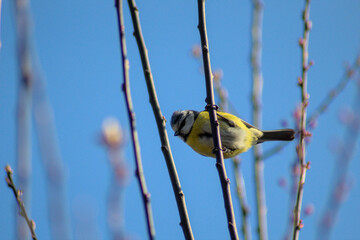 mésange bleue (cyanistes caeruleus) en europe posée sur une branches de prunier cerise en fleur...