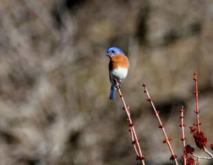 Male Eastern Bluebird Perched On Limb-5081