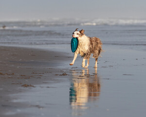 running and jumping border collie dog playing fetch with a toy in the ocean