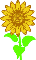 sunflower isolated on white