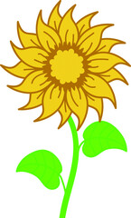 sunflower isolated on white