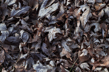 dry grey leaves background with top view