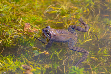 Selective focus of the marsh frog in swamp, Pelophylax ridibundus is the largest frog native to Europe and belongs to the family of true frogs, Netherlands.