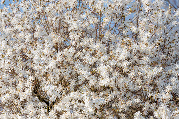 Selective focus of star or stellata magnolia full bloom on tree, White flower is blooming in...