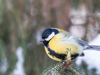 Cute bird Great tit, songbird sitting on the fir branch with snow in winter