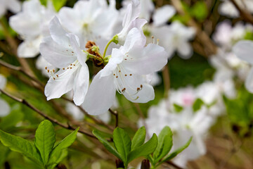 White rhododendron flowers close-up in the garden