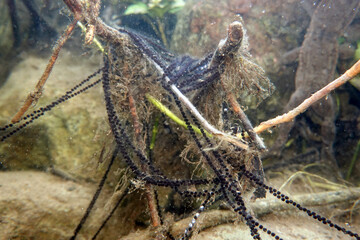 zahlreiche Laichschnüre der Erdkröte (Bufo bufo)