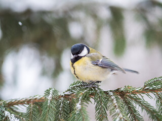 Cute bird Great tit, songbird sitting on the fir branch with snow in winter