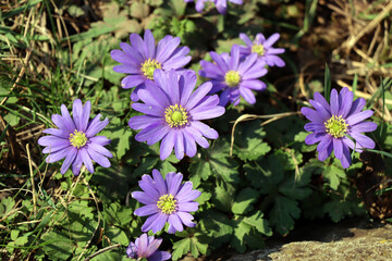 Balkan-Windröschen (Anemone blanda) - blühende Pflanze